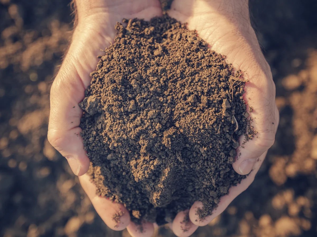 Top Soil