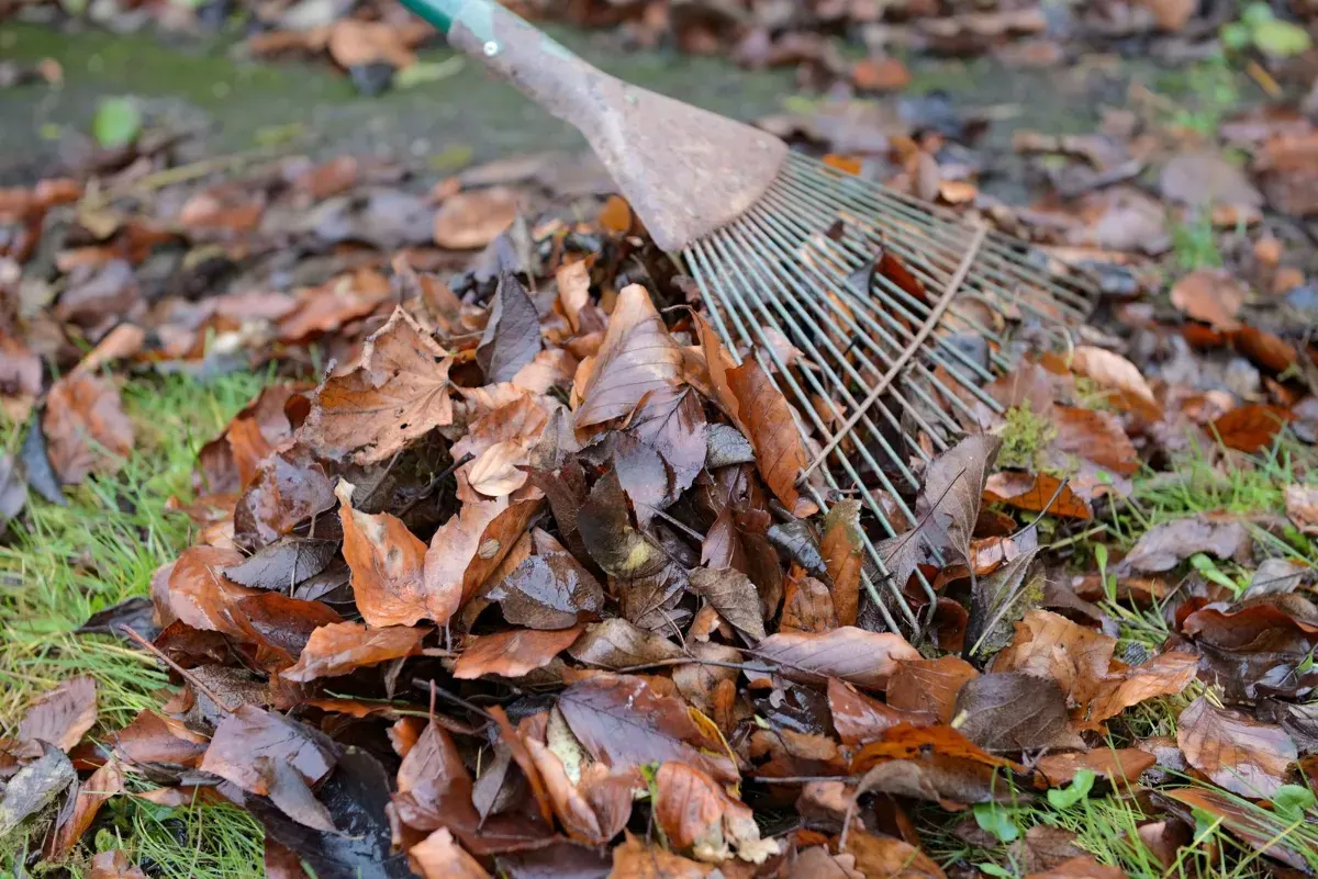 Garden clearance in Aughton | Martlands Skip Hire Garden clearance in Aughton with hedge cuttings and leaves raked up